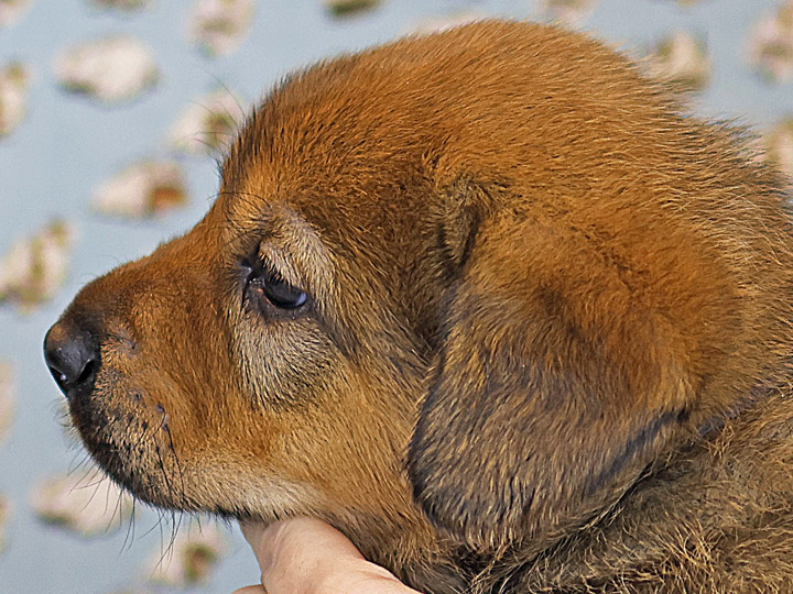 chinook puppy